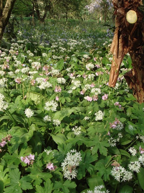 Allium ursinum et Geranium macrorrhizum